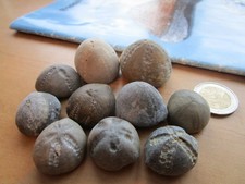 Schöne versteinerte seeigel gebraucht kaufen  Bredstedt