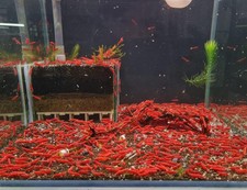 Fire red cherry for sale  Carmel
