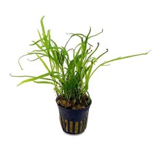 Microsorum pteropus trident usato  Resana