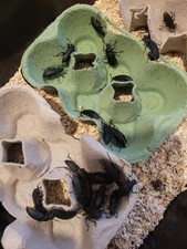 Morio worm darkling for sale  WICKFORD