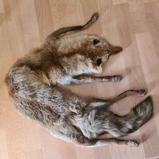 Echtes fuchsfell fuchspelz gebraucht kaufen  Immenstadt i.Allgäu