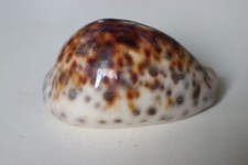 Collection coquillage cypraea d'occasion  Neuville-aux-Bois
