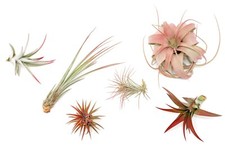 Red tillandsia air for sale  Saint Augustine