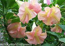 Datura brugmansia angels for sale  OLDHAM