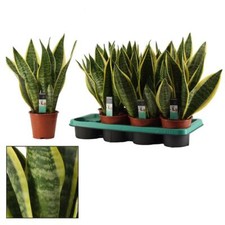 Sansevieria trifasciata futura gebraucht kaufen  Wurzen
