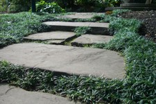 100 phiopogon japonicus gebraucht kaufen  Goch