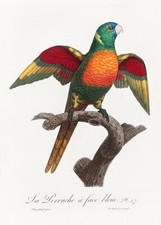 Blue headed parrot for sale  USA