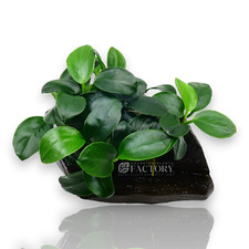 Anubias petite driftwood for sale  Fontana