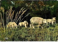 Animaux moutons maman d'occasion  Fruges