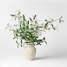 Olive leaf potted for sale  USA