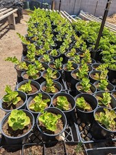 Capparis spinosa live for sale  Phoenix