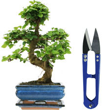 Bonsai ligustrum tree for sale  UK