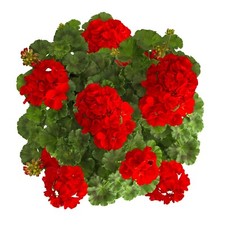 Pelargoniums zonal trend for sale  DUDLEY