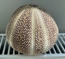 Large sea urchin for sale  HEREFORD