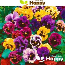 Pansy swiss mix for sale  DONCASTER