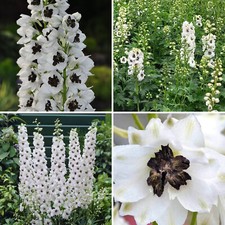 Delphinium plant magic for sale  LEICESTER