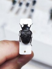 Osmoderma osmodermini scarabei usato  Trento