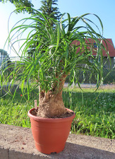 Elefantenfuß beaucarnea recur gebraucht kaufen  Rudolstadt