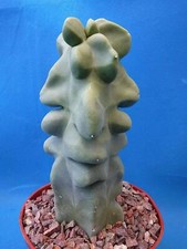 Totem pole monstrosus for sale  Tucson
