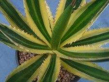 Agave lophantha quadricolor for sale  Tucson