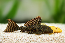 Pleco ancistrus albino d'occasion  Expédié en Belgium