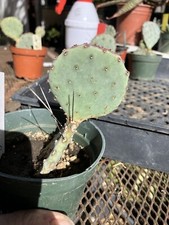Opuntia santa rita for sale  Temecula