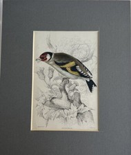 Goldfinch antique c1896 for sale  BEAUMARIS