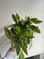 Hoya gracilis houseplant for sale  KINGSWINFORD