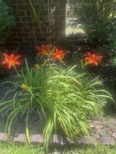 Bright orange day for sale  Raeford