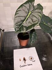 Alocasia golden bone for sale  YORK