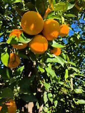 Sweet juicy naval for sale  Winnetka