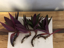 Tradescantia spathacea steckli gebraucht kaufen  Kiel