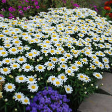 Leucanthemum snowcap live for sale  Hayden