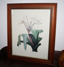 Large pierre joseph for sale  WISBECH