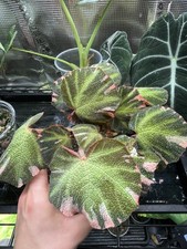 Rare begonia soli for sale Rare begonia soli for sale  CROMER