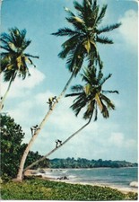 Gabon cueillette noix d'occasion  Pontailler-sur-Saône