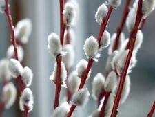 Pussy willow trees for sale  INVERNESS