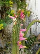 Cleistocactus dependens large for sale  San Clemente