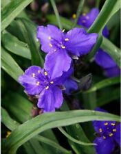 Plants spiderwort perennial for sale  Middletown