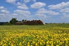 Corde bois champ d'occasion  France