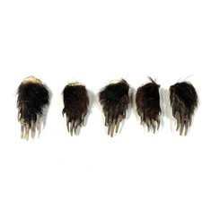 Lot striped skunk for sale  Waseca