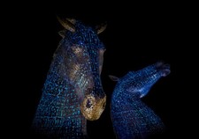 Kelpies night canvas for sale  SPALDING