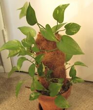 Devil ivy pothos for sale  Tampa