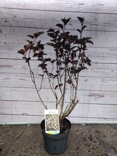 Physocarpus red baron for sale  HARLOW