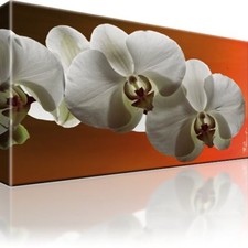 Rchidee blume bild gebraucht kaufen  Deutschland
