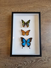 Boîte entomologique papillons d'occasion  Courcy
