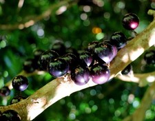 Brazilian grape jaboticaba for sale  Wauchula