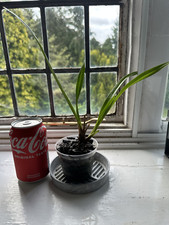 Cymbidium kiwi midnight for sale  LEICESTER