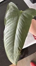 Philodendron genevievianum rar gebraucht kaufen  Bottrop