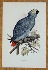 Antique parrot print for sale  SHREWSBURY
